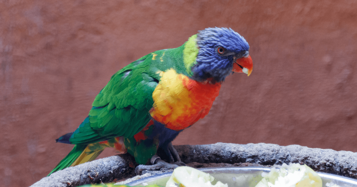 Rancho Texas Splash & Animal Park lanzarote