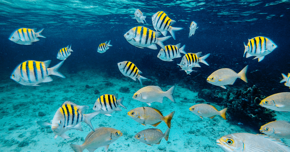 submarine safari lanzarote